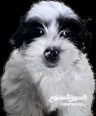  5 بودل وشيتزو poodle puppy and shitzu puppy