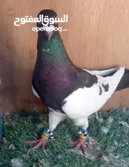  20 حمام للبيع