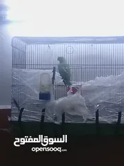  1 دره ذكريني للبيع