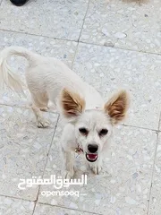  3 كلب شيواوا العمر 8 شهور ماخذ كل المطاعيم الكلب ممتاز لعوب جدا جدا بحب صاحبو الكلب محلوق شعرو عشان.