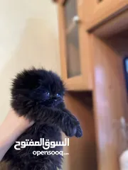  3 قطط للبيع قابل للتفاوض في اربد  عمر 50 يوم نضاف ومتعودين ع لتر بوكس ولدراي فود ولعوبين