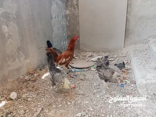  7 السلام عليكم،دجاج بلدي بياض للبيع،عمر سنه سعر الحبه 8 دنانير، صحه ونظافه،الموقع جرش دير الليات،
