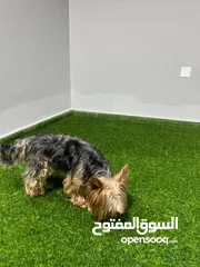  1 Yorkie 11 months