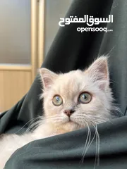  3 قطة سكوتش ستريت للبيع