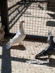  1 فراخ حمام البيع