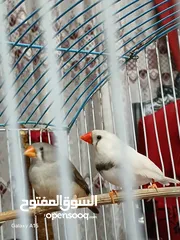  4 متاح جوز جنه شغالات ٪100