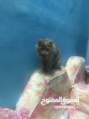  1 قطط شيرازي