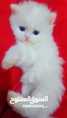  2 Available kittens for sale high quality breed Cats (Silver British breed & Scottish straight breed.)