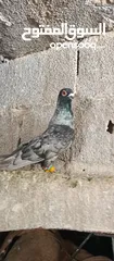  5 فحل قرقاطي لابيع