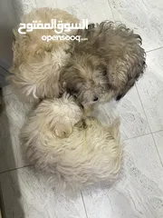  3 Maltese puppy 1.5 months old