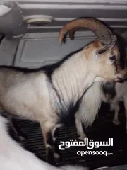  1 تيس البينو اصلي اصلي
