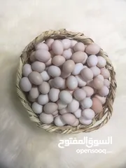  5 بيض عماني مخصب