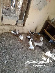  2 مطبعات سود وهنديات