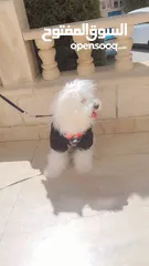  3 كلب مالتيز