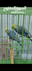  5 طيور الحب رنبو