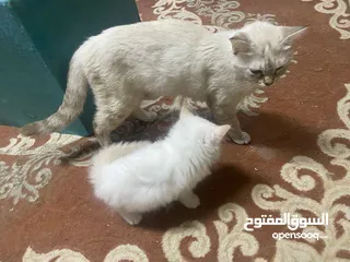  2 قطط للترني برسوم