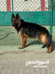  12 بــــــــسعر مغري سامويد وجيرمن