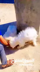  1 كلاب مالتيز