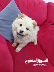  1 تشاو تشاو بيور جراوا اناث للبيع
