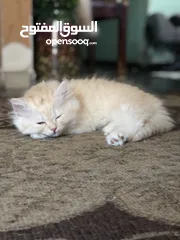  1 قط شيرازي مع همالايا