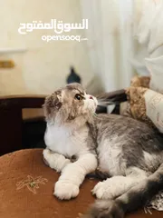  3 قط سكوتش دبل فولد لونغ هير