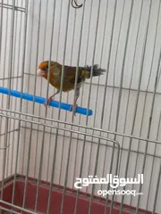  6 بندوق مسمع حسون للبيع