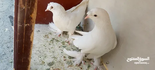  10 حمام للبيع