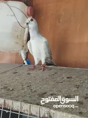  6 فحول وطواير للبيع