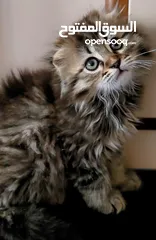  3 سكوتش فولد  قطة انثى شهرين  مدربة على اللتر بوكس