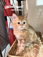  7 Cute Persian kittens