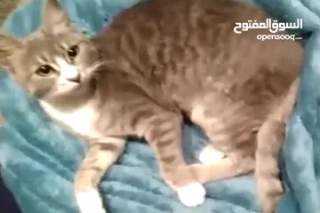  6 قطة انثى شيرازي هملايا للتبني مجانا عمر تسع اشهر مع ملحقاتها غير مؤذية وتحب اللعب و نظيفة