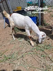  4 ماعز ومعزه محلى خالى من الأمراض