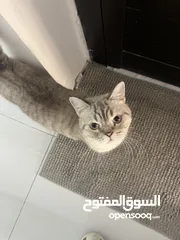  4 قطتان جميلتان تبحثان عن بيت دافئ  Two lovely cats looking for a loving home