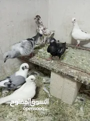  3 4 جواز زق شغالات و5 فراخ