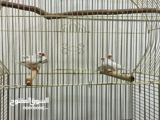  4 Finches Adult size 4 birds
