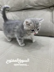  3 قطط سكوتش وبرتش للبيع