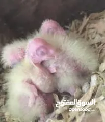  3 Cockateil chicks : small  and big chicks for hand taming