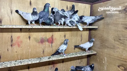  6 طيور باكستانيه