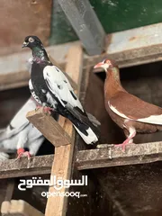  1 حمام مشكل أجنبي وبلدي بسعر حرق