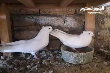  5 PIGEON MANURE سماد الحمام