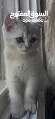  2 قطط سكوتش ستريت (بيور 100%) للبيع ، وبسعر رمزي جدا !!