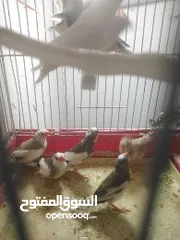  3 طيور جنة نخب