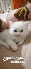  4 قطط همالايا مكس انغورا عمر 3 أشهر للبيع بسعر مناسب جدا