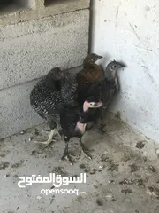  3 فرخات دجاج عمر شهرين