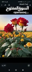  1 مطلوب جواز زواجل صفر أو مكاتيف