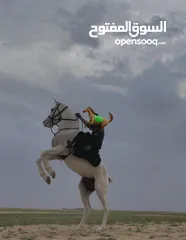  2 حصان عربي للبيع