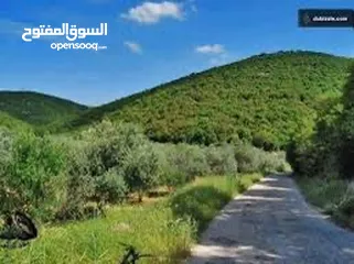  2 أرض زراعية من أجمل أراضي إربد الخصبة وتصلح للبناء للبيع بنصف القيمة