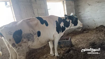  2 بقرة بطن ثالث للبيع