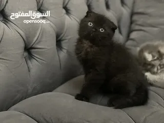  19 كتن سكوتش فولد و ستريت وام منتجه