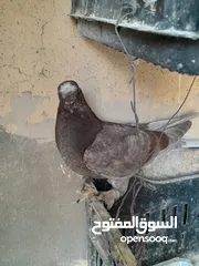  15 حمام و زغاليل مكاوي الوان و اعمار مختلفة